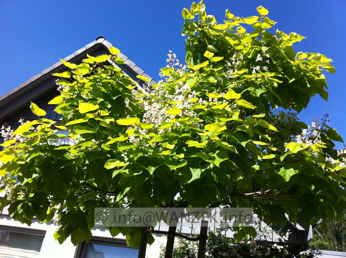 Catalpa bignonioides Aurea 4.JPG